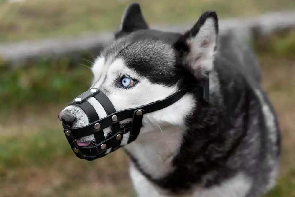 dog muzzles for barking