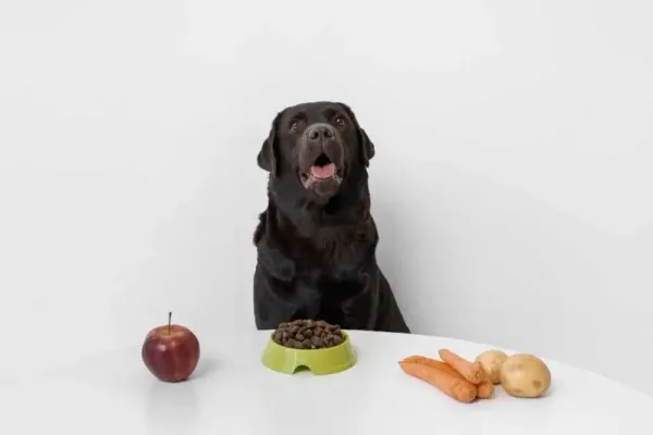 Nutrition Balance For Your Dog