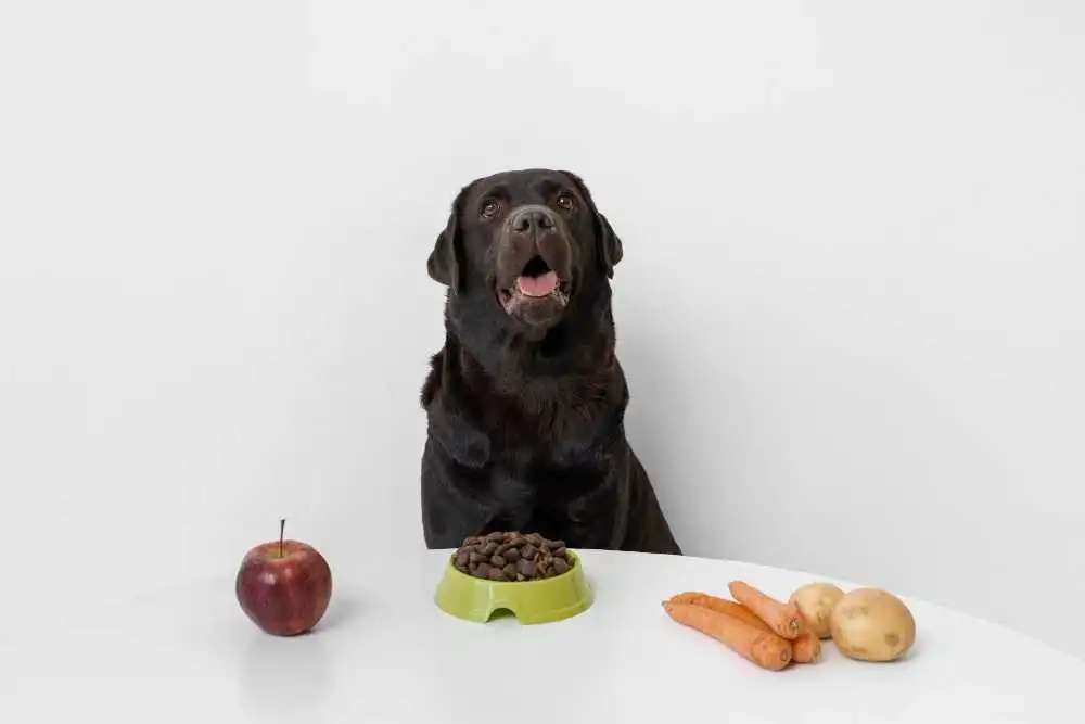 nutrition balance for your dog