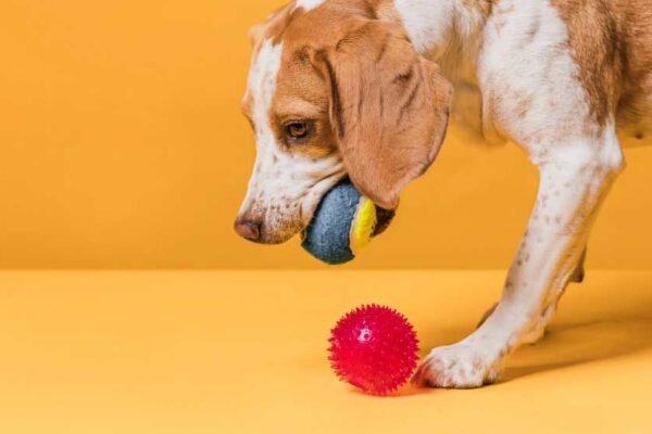 Indestructible Dog Toys