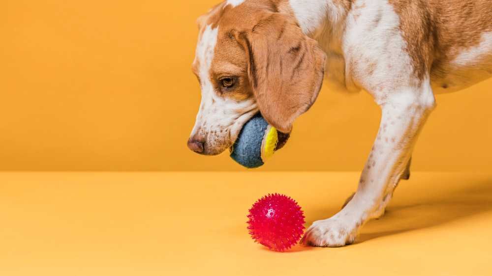 Indestructible dog toys