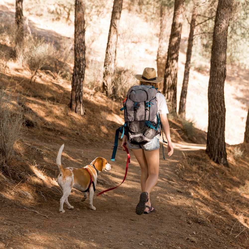 outdoor dog activities