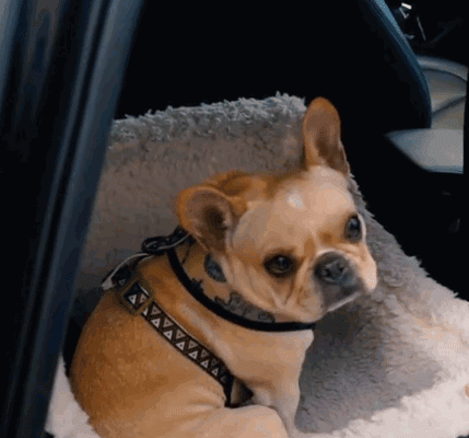 French Bulldog Car Seat