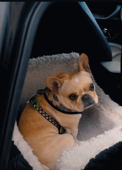 French Bulldog Car Seat