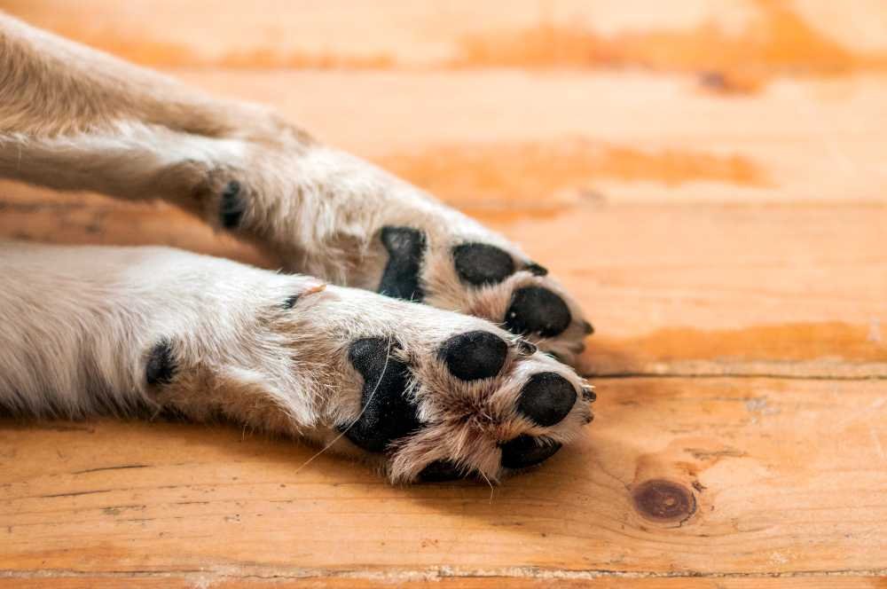 dog paw cleaner brush