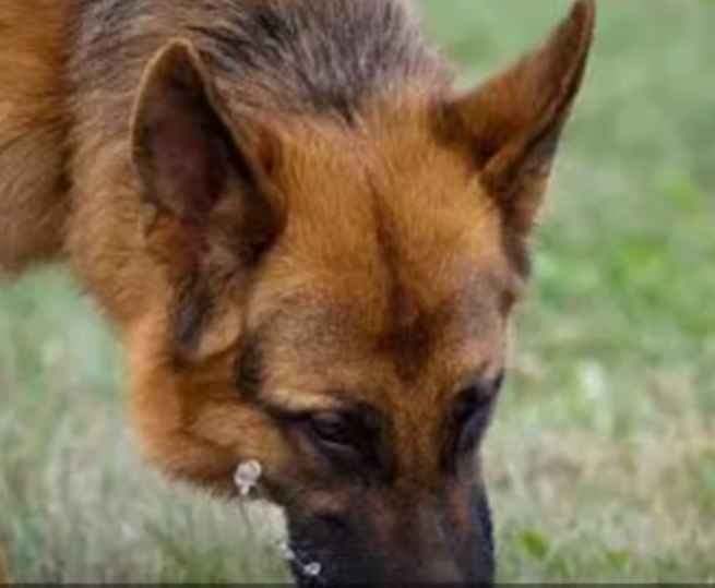 Wet dog food for German Shepherds