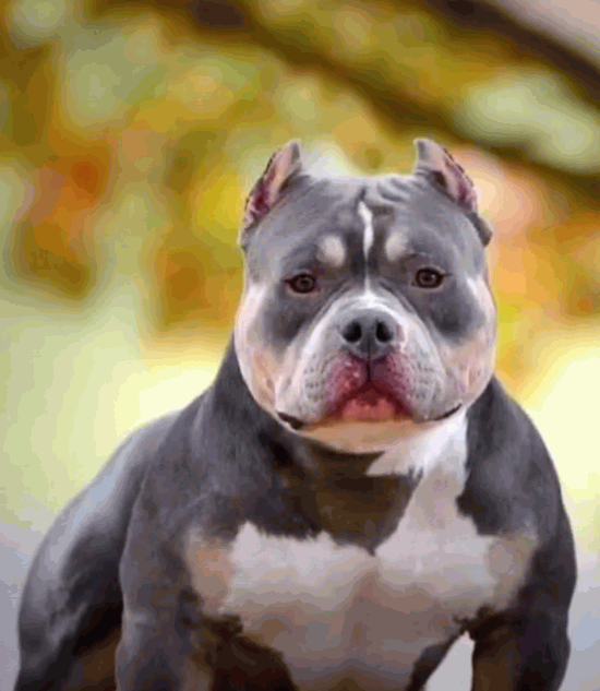 tri color bullies