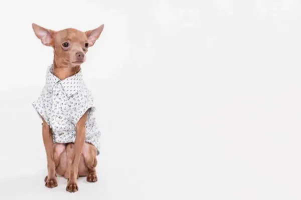 Hairless Chihuahua