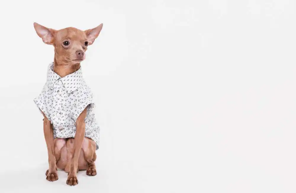 Hairless chihuahua