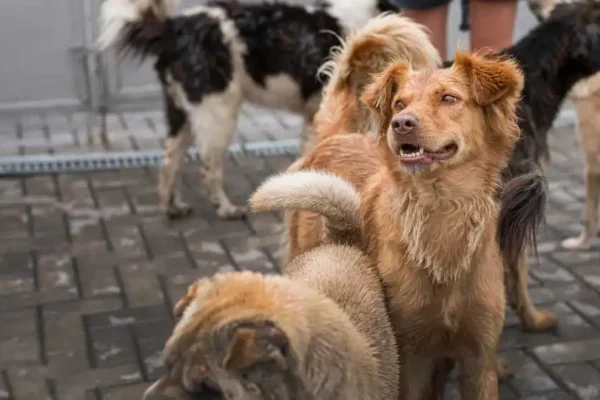 Dog Boarding With Cameras