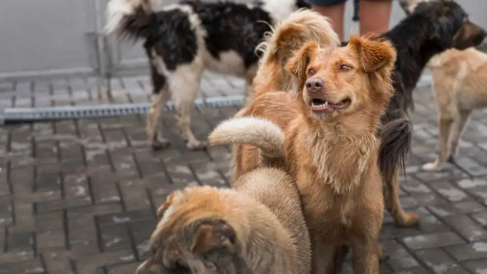 Dog boarding with cameras