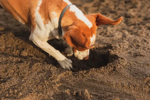 Yellow Balls In Dog Poop