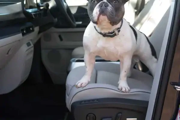 Best Frenchie Car Seat