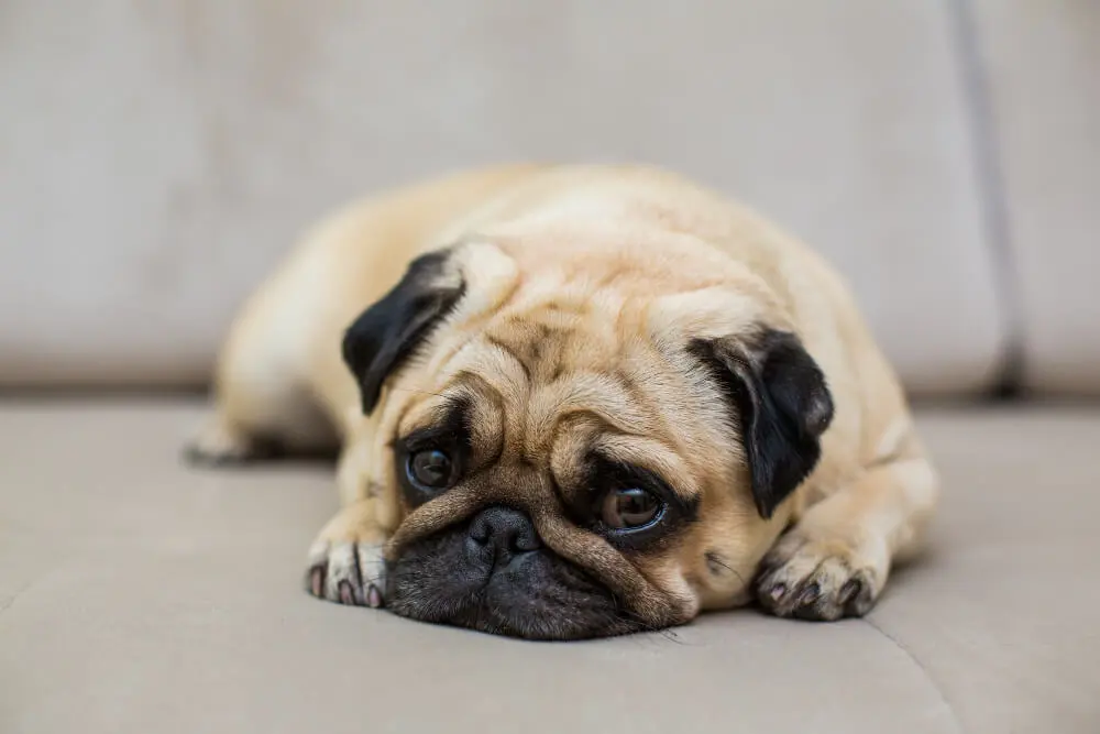 Dog Gorged On Dry Food