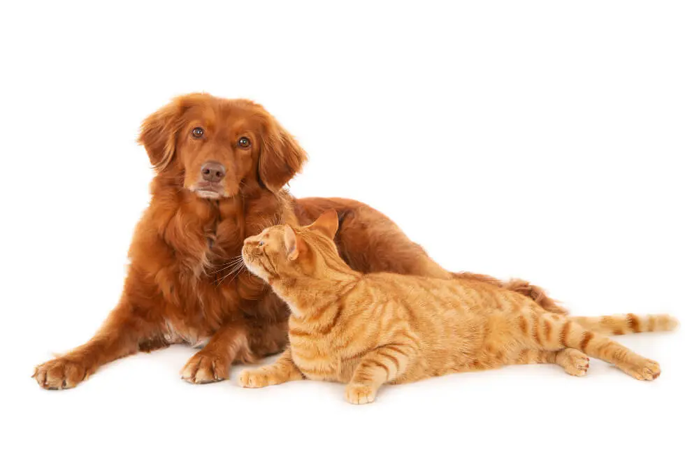 Cat Dragging Bed to Nap with Dogs