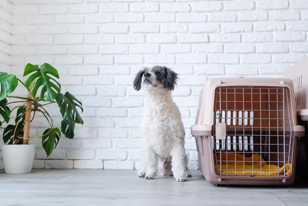 crate vs. kennel for puppy