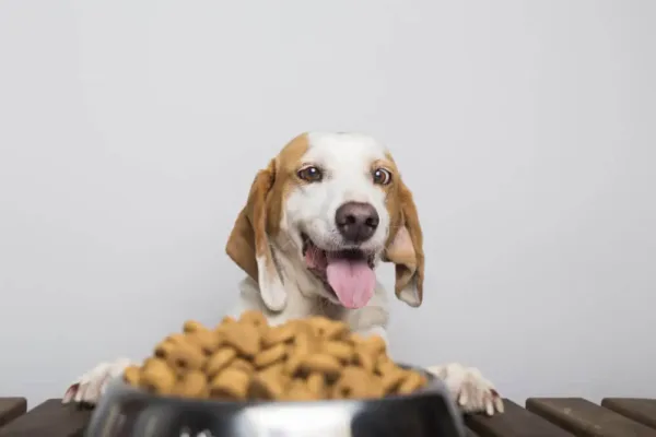 Does Dry Dog Food Go Bad If Left Out