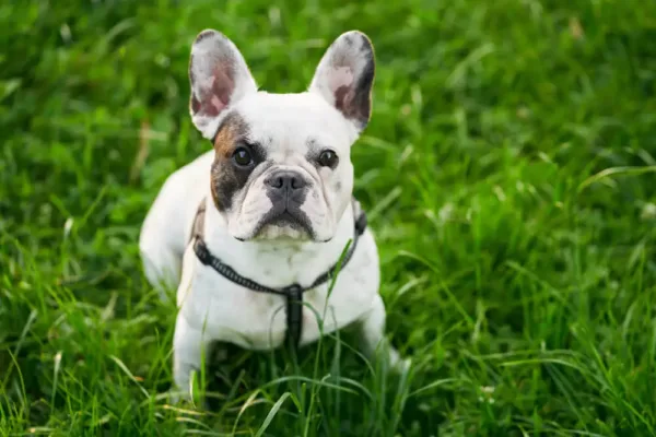 French Bulldog Eating Poop