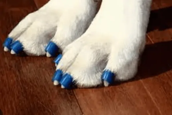 Nail Grips For Dogs