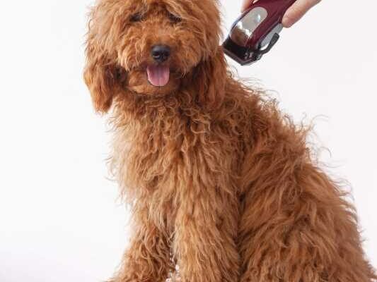 Best Dog Clipper For Goldendoodle