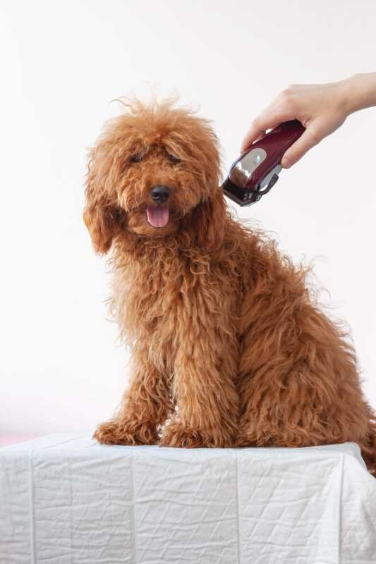 best dog clipper for goldendoodle