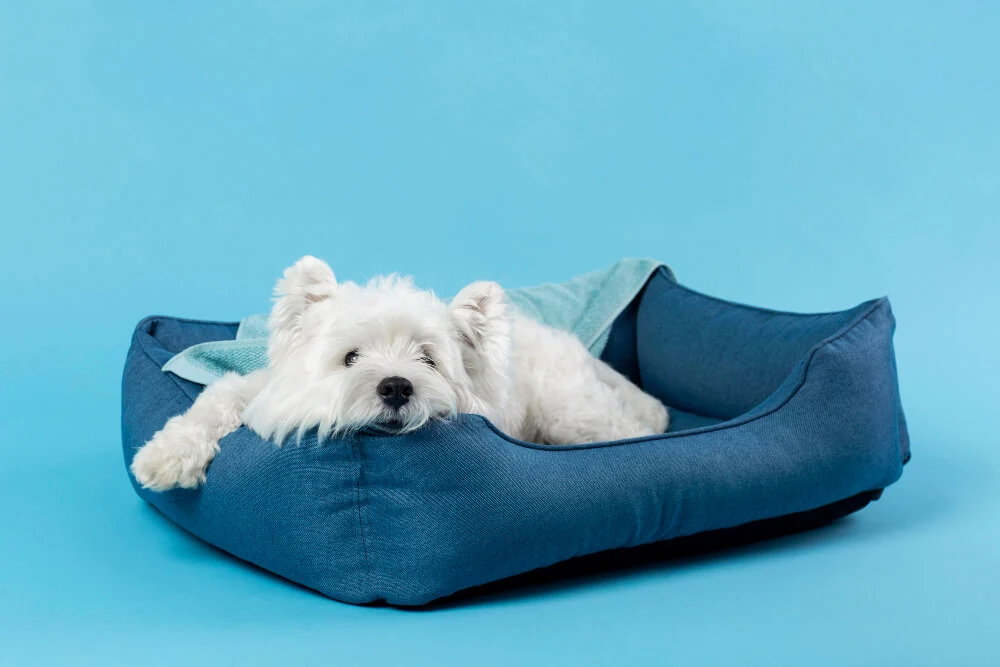 best dog bed for hip dysplasia