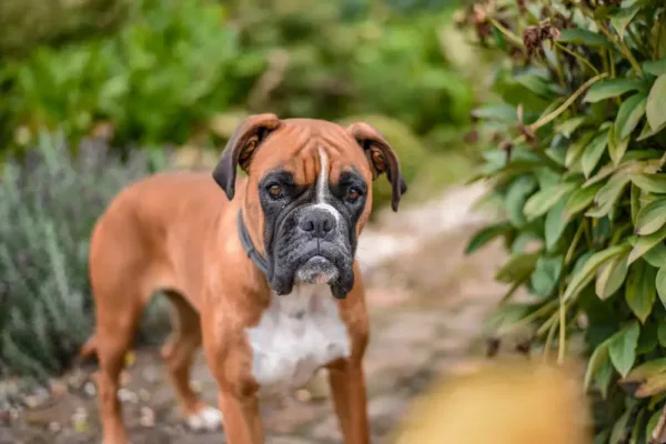 Why Boxers Are Considered The Worst Dogs