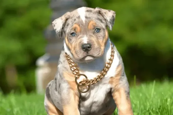 Tri Color Blue Bully