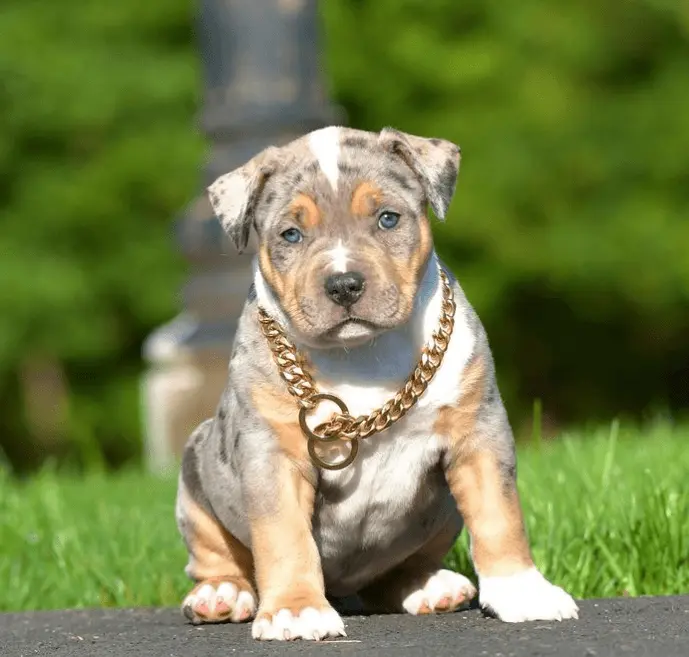 tri color blue bully