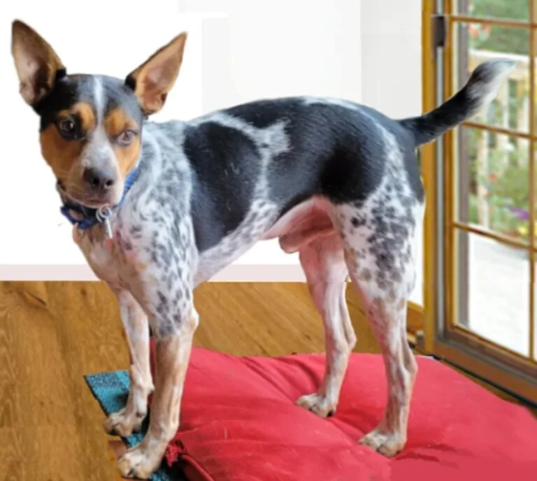 cattle dog chihuahua mix