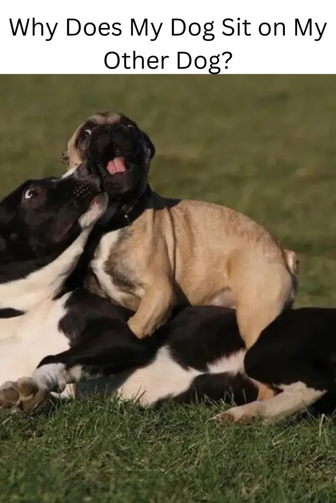 Why Does My Dog Sit on My Other Dog