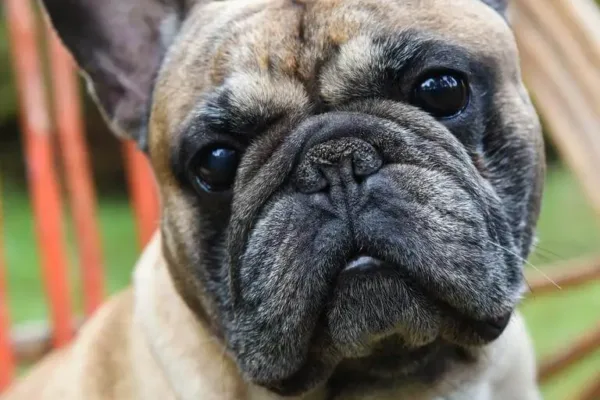 Best Dog Food For French Bulldog With Skin Allergies