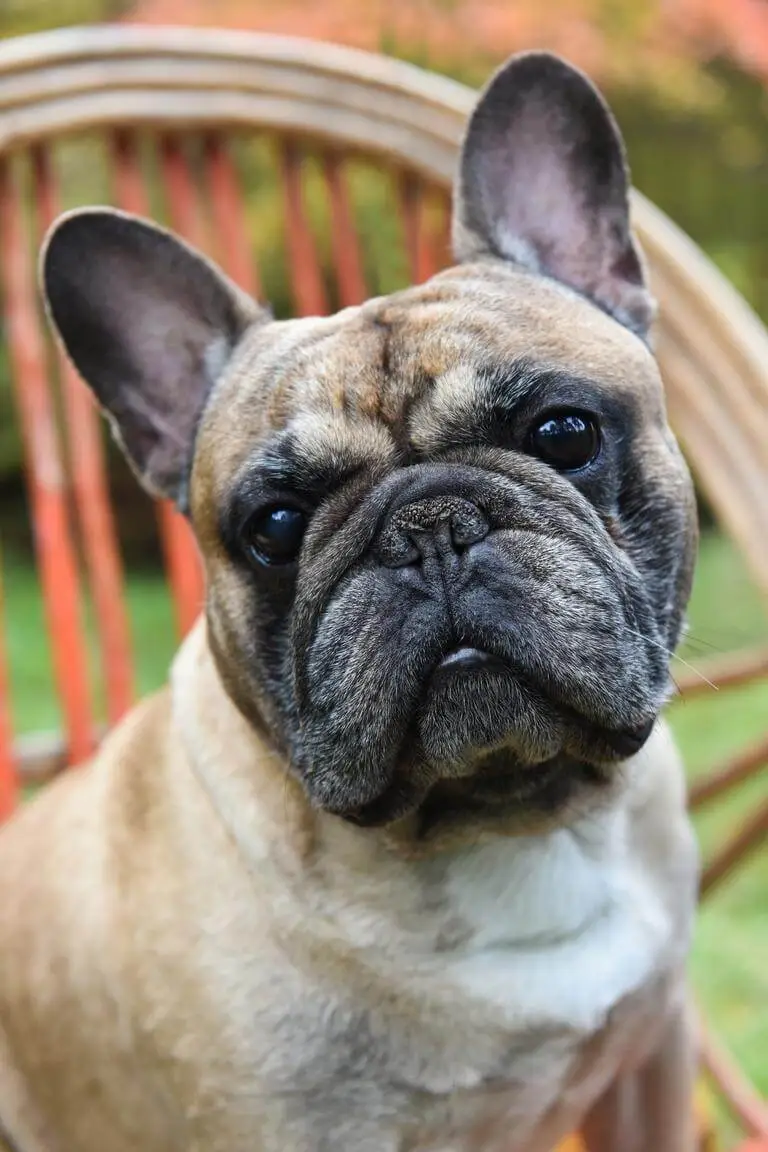 best dog food for french bulldog with skin allergies