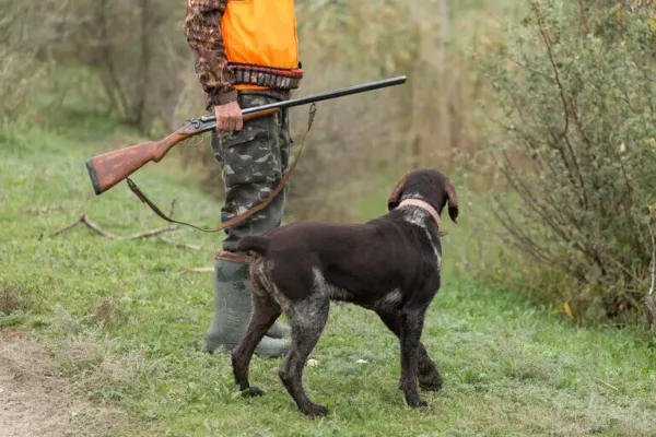 Best Dog Food For Hunting Dogs