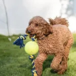 Best Dog Food For Labradoodles