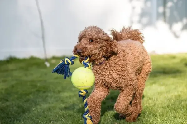 Best Dog Food For Labradoodles