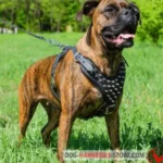 Best Harness For Boxer Dogs