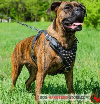 Best Harness for Boxer Dogs