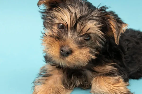 Bernedoodle Puppy