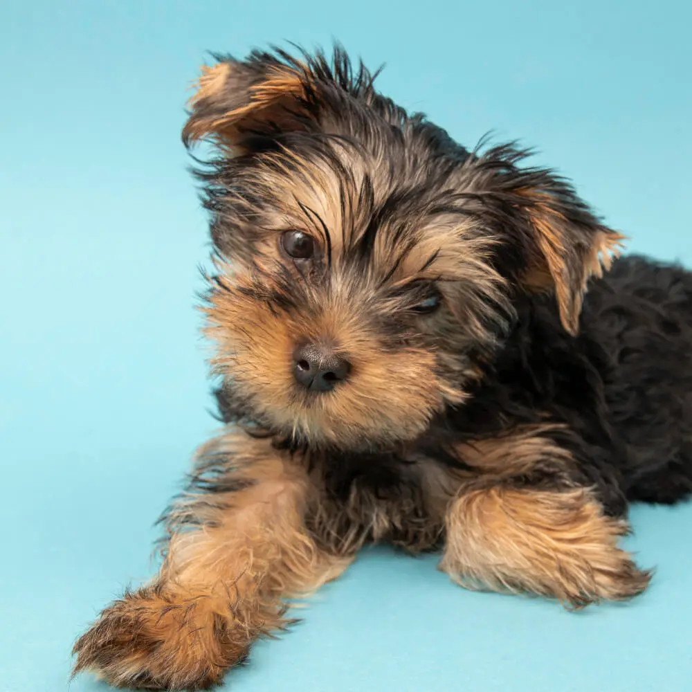 Bernedoodle puppy