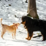 Older Dog Growling At New Puppy