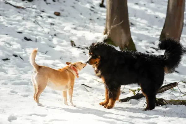 Older Dog Growling At New Puppy