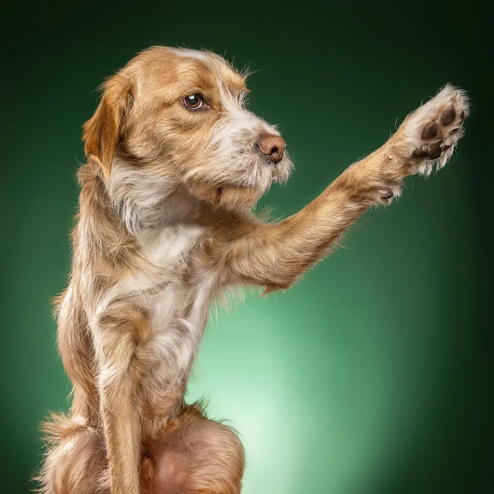 Do Dogs Lose Weight As They Age